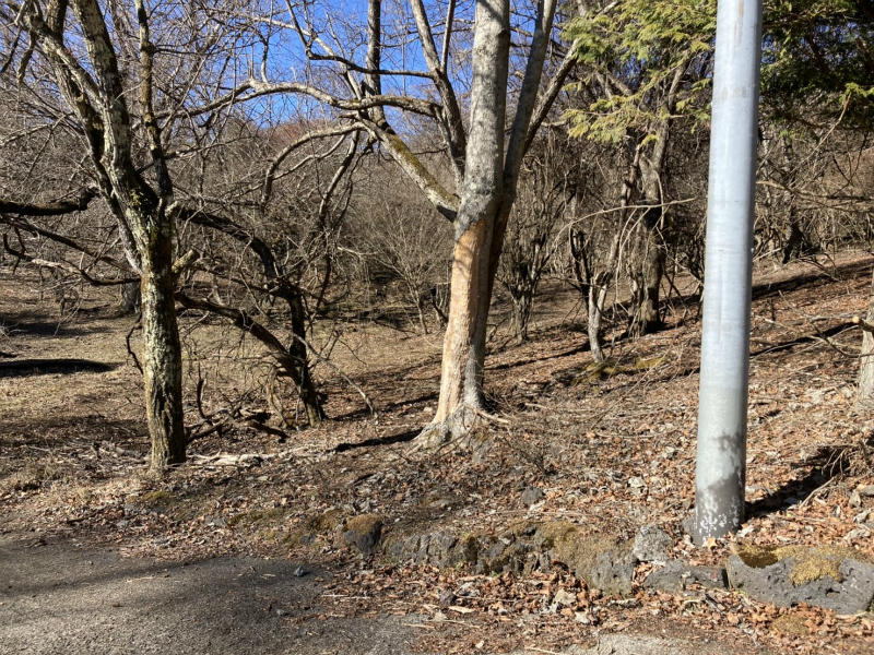 対象物件(南東方向から撮影)